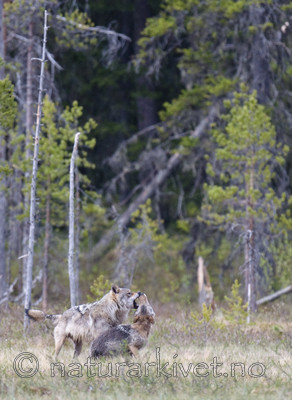 BB 09 0350 / Canis lupus / Ulv